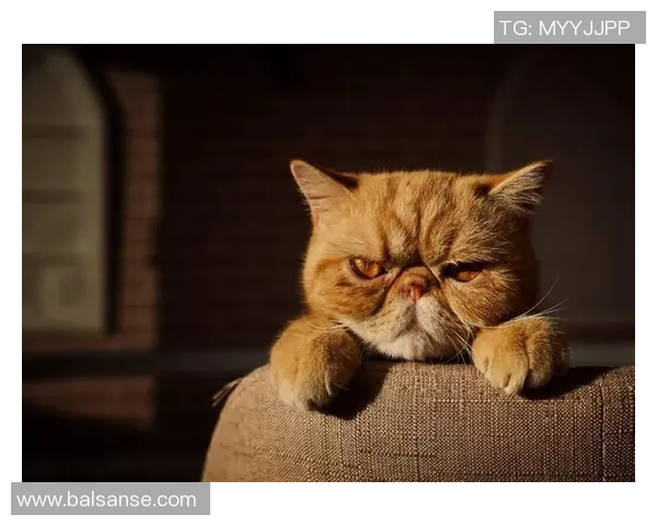 足球明星娜娜的个人简介与精彩瞬间照片分享